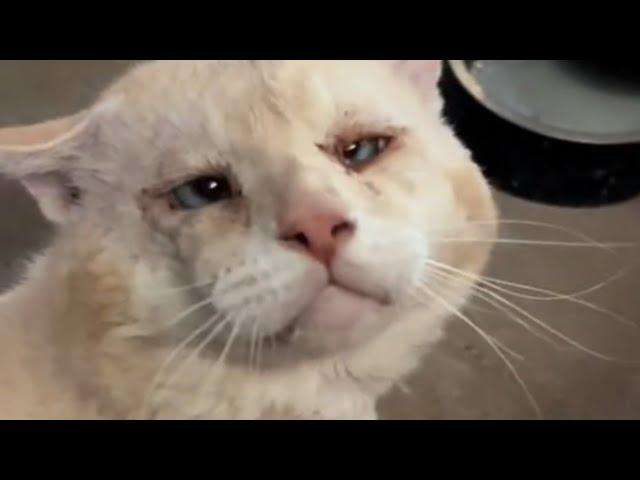 Bullied cat is now unrecognizable