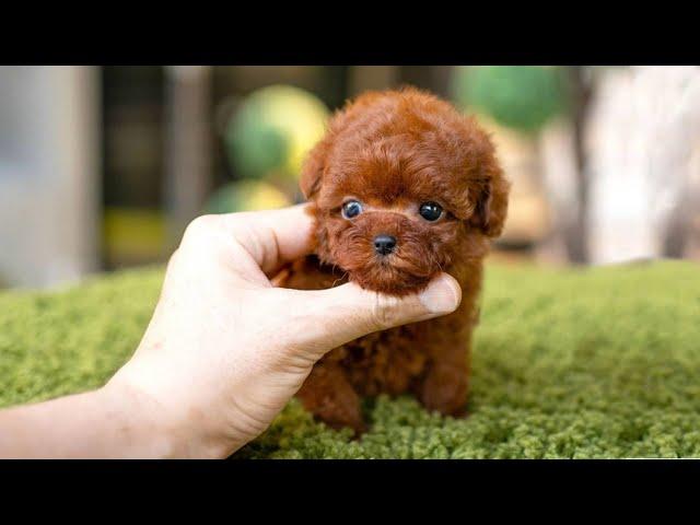 10 Dog Breeds That Have The Cutest Puppies