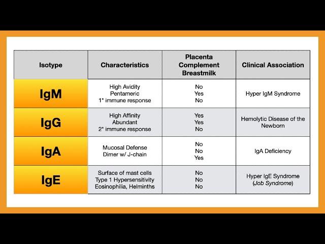 Antibody Isotypes (IgM, IgG, IgA, IgE, IgD)