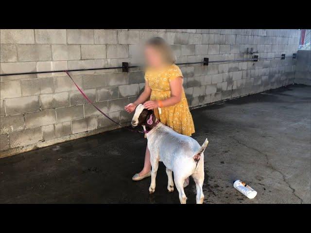 Why Was Beloved Pet Goat Slaughtered and Served at Barbeque?