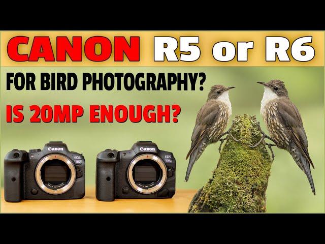 Canon R5 vs R6 Review for Bird Photography - Do You Need 45mp? Let's Find Out!