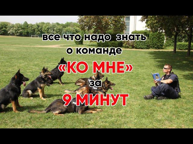 Обучение собаки не имеет смысла если она к вам не подходит по команде "Ко мне"