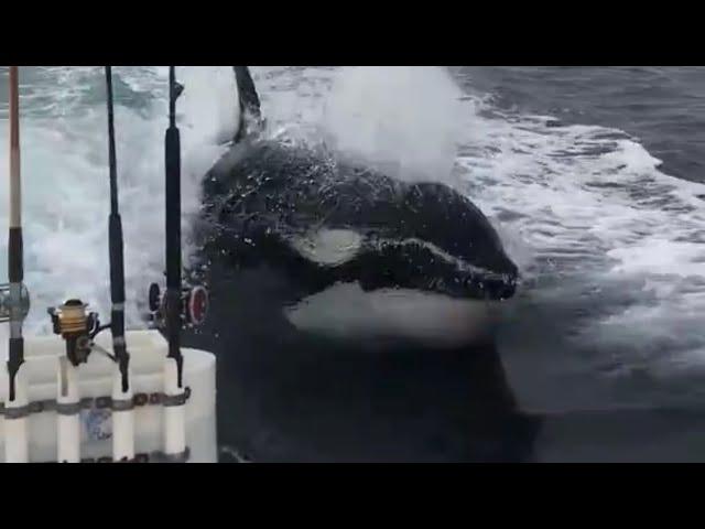 Killer whales surprise fishermen off the California coast!