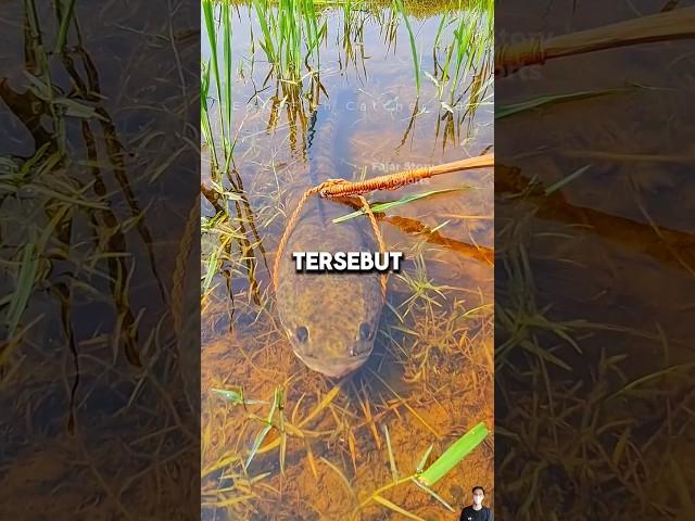 MANCING IKAN GABUS DI SAWAH⁉️#shorts #shortvideo #viral