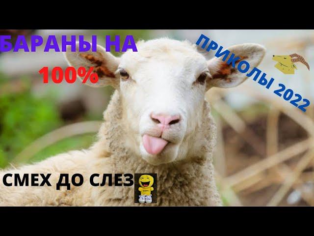 ЗАЛИПАТЕЛЬНЫЕ Приколы про БАРАНОВ, Овец, Козлов, животных | sticky jokes about rams, sheep, goats,