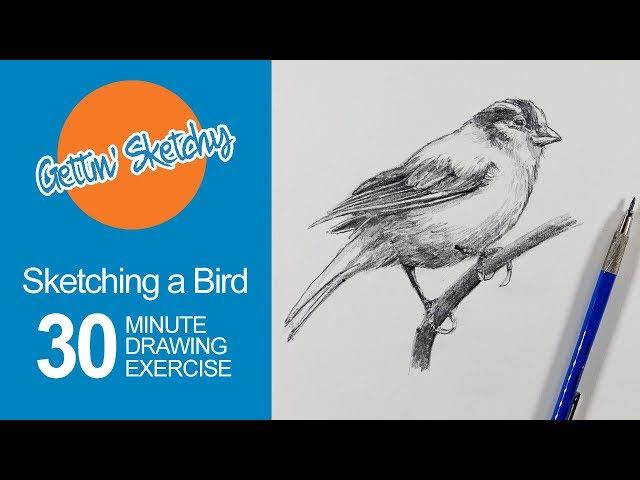 Sketching a Bird - Gettin' Sketchy Live