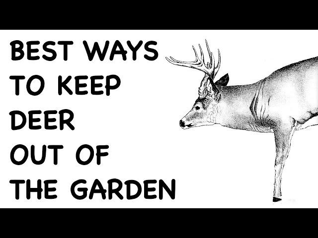 Keeping Deer Out of the Garden - FHC Q & A