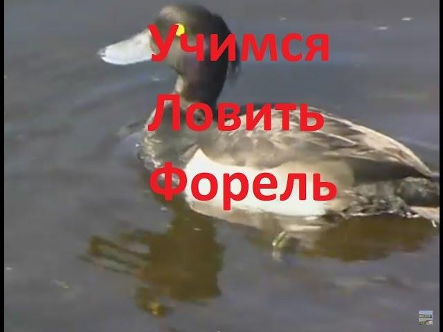 Финляндия. Форель для начинающих.