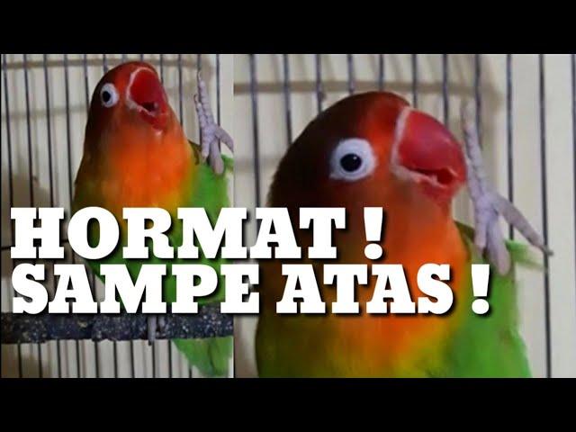 Terapi Lovebird Paud Belajar Ngekek, Untuk Pancingan Paud Yang Baru Belajar Bunyi Agar Cepat Gacor