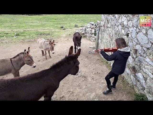 She plays the violin "O Sole Mio" in harmony with donkeys