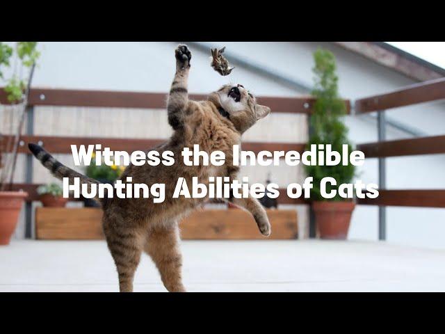 Masters of Stealth: Incredible Hunting Abilities of Cats #animals #cats #nature #hunting #prey