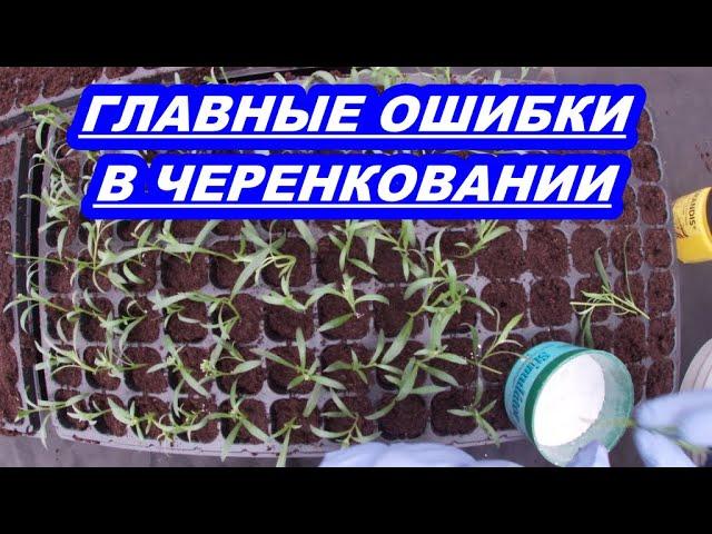 ГЛАВНЫЕ ОШИБКИ В ЧЕРЕНКОВАНИИ