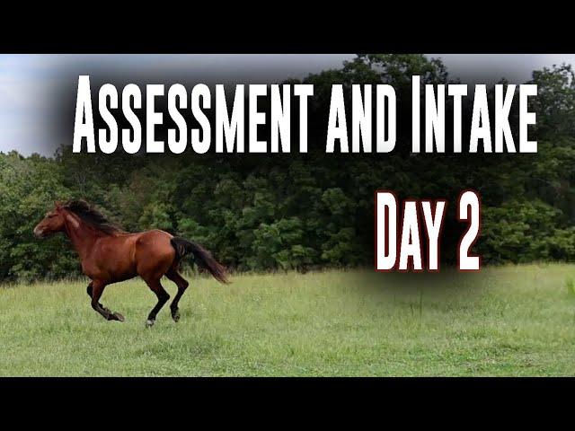 Assessment and Intake Day 2 - Horse Plus Happenings #2 | Sept 24, 2024