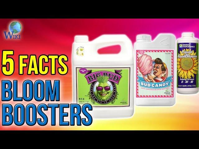 Bloom Boosters: 5 Fast Facts