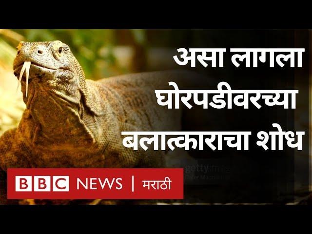 Monitor Lizard Rape : Maharashtra त घोरपड बलात्कार प्रकरणाचा कसा लागला छडा? | BBC News Marathi