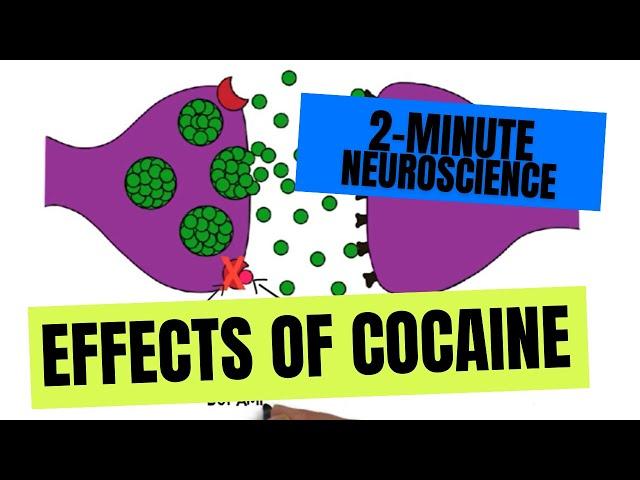 2-Minute Neuroscience: Effects of Cocaine