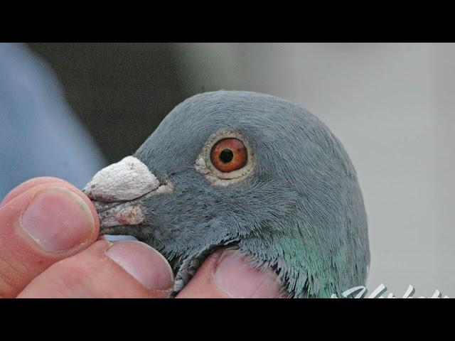 Rik Hermans: Master of Middle-Distance Racing Pigeons