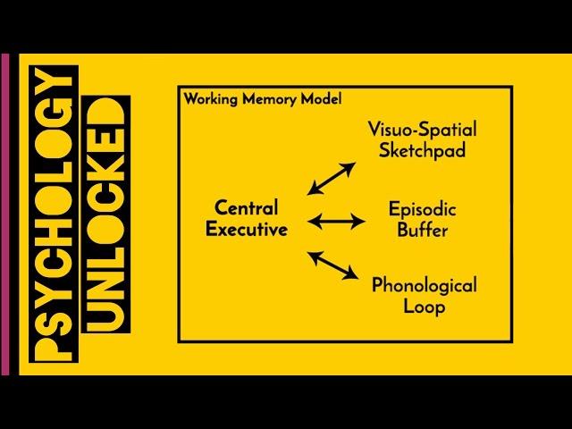 Working Memory | Baddeley & Hitch 1974 | Memory | Cognitive Psychology