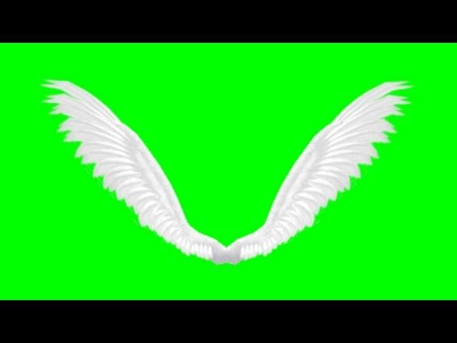 animated angel wings - green screen effect