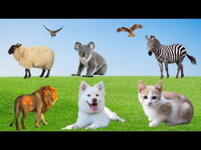 funny animals video; farm animals compilation, cat, dog, pig, sheep, lion,animals moment and sounds