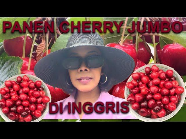 PANEN CHERRY JUMBO INGGRIS -  CHERRY PICKING ENGLAND 2024