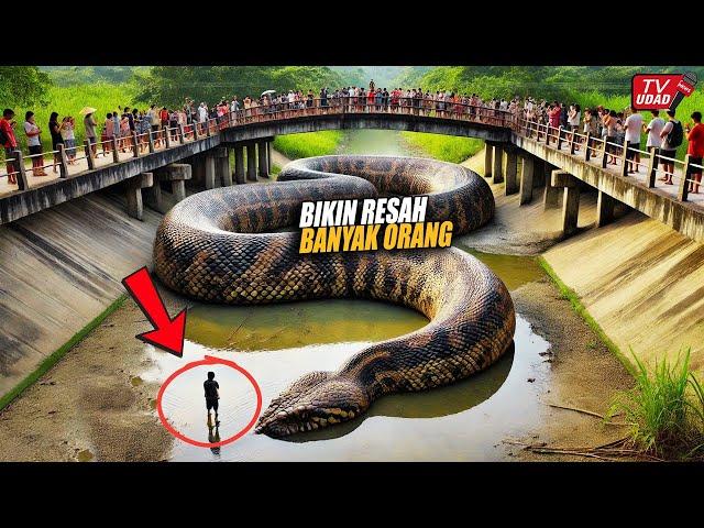 Often Terrorizes Residents!! Finally Giant Snake Appears When River Dries Up...