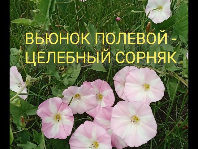 Вьюнок полевой - злостный сорняк или чудесный целитель?!