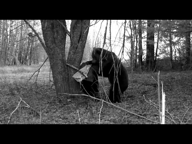 Спас лосенка от голодного медведя, но он вернется. Тайга выживают сильнейшие.  Преследую медведя.