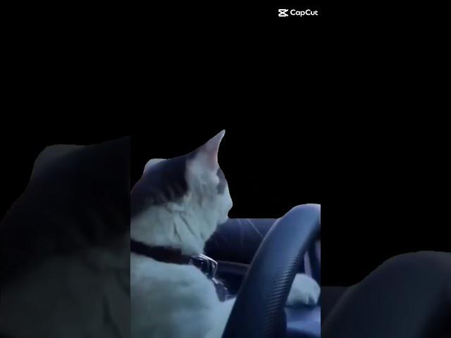 the cat in the car ? meme #4