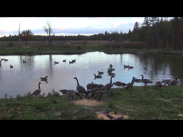 Canada Geese Landing In the MaGoon... Live Stream October 16, 2018