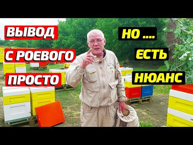 Борьба с роением пчел в пчеловодстве Как вывести пчел из роевого состояния