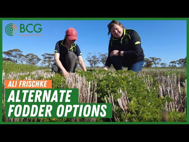 Alternate fodder options with Birchip Cropping Group's Ali Frischke.