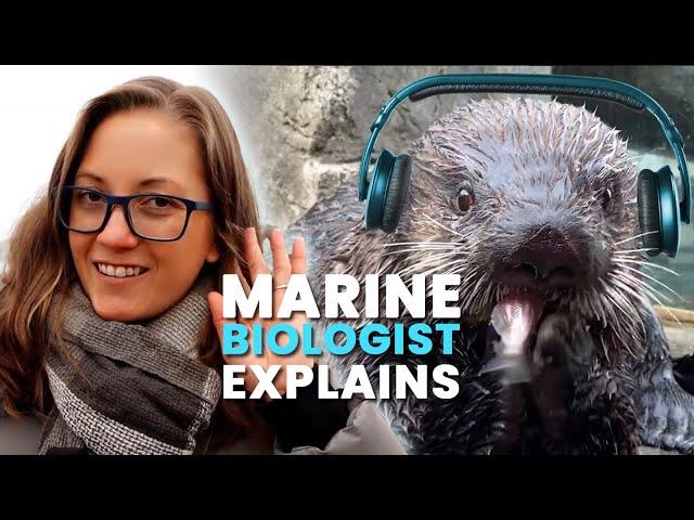 Why Did a Sea Otter Take a Hearing Test? Marine Biology EXPLAINED