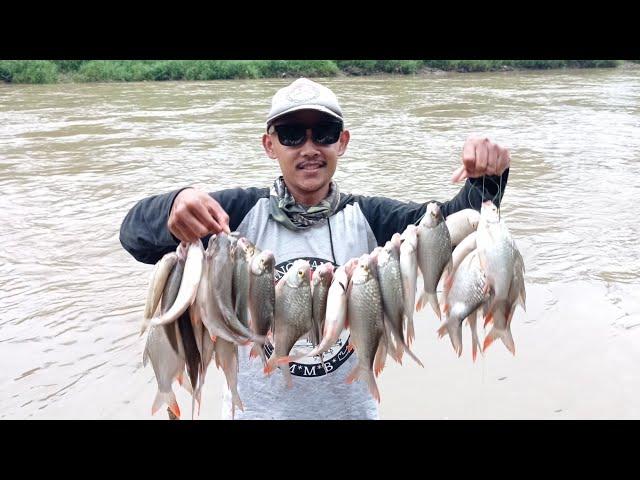 MANCING TAWES SIRIP MERAH ITU GAMPANG ASAL KITA TAHU TITIK IKAN BERKUMPUL‼️