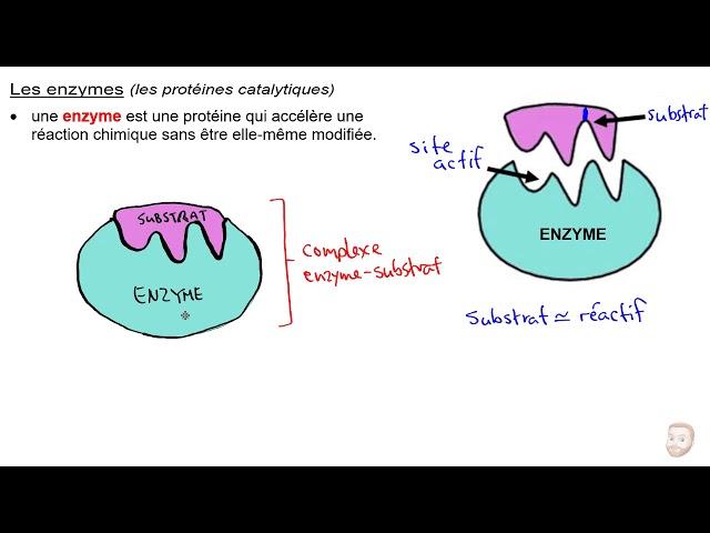 Les protéines et les enzymes