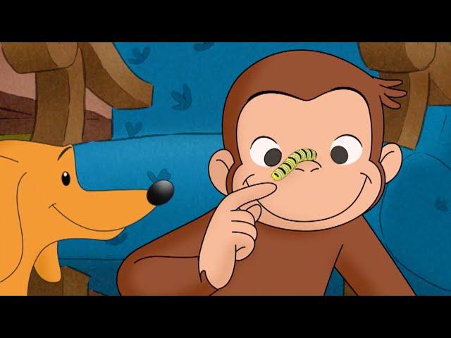 Hundleys Raupenfreund | Ganze Folge | Coco der Neugierige | Cartoons für Kinder