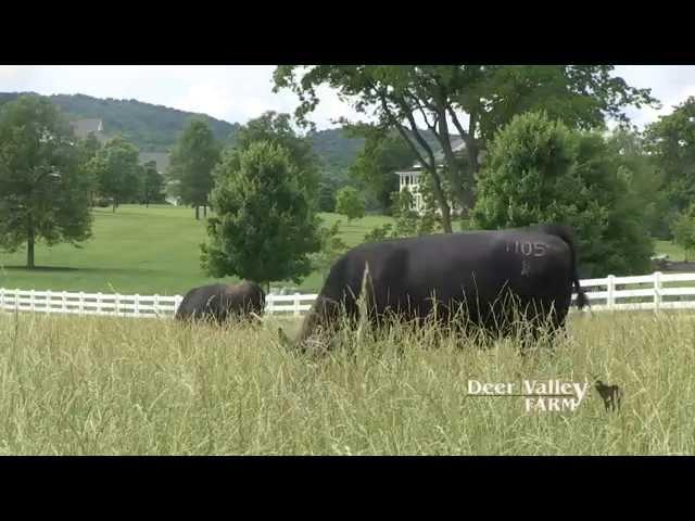 Deer Valley Farm: Quality Angus cattle