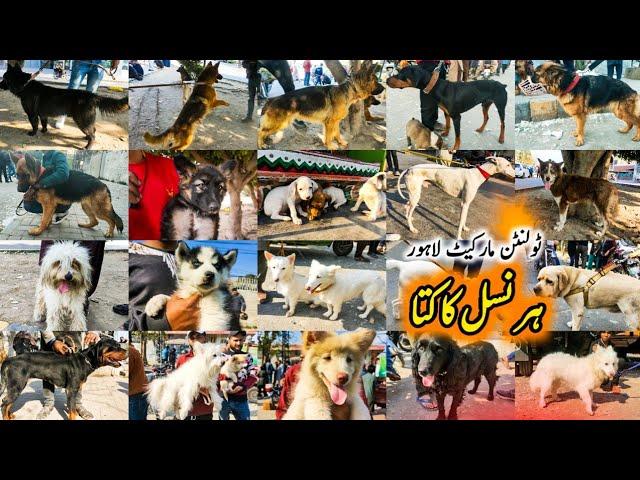 Dogs Mandi, Lahore 25 Feb | Tollinton Market Lahore Dogs Kohat Dogs Special Dogs Market