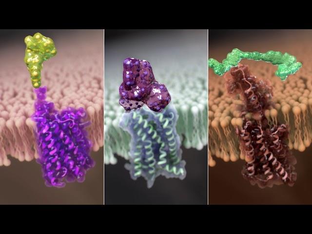 G-protein coupled receptors (GPCRs)