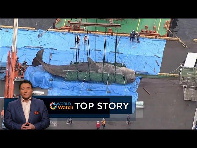 Top Story | Museum Whale