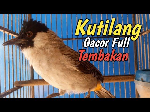 Pancingan Burung Kutilang Gacor Full isian Cucok ijo