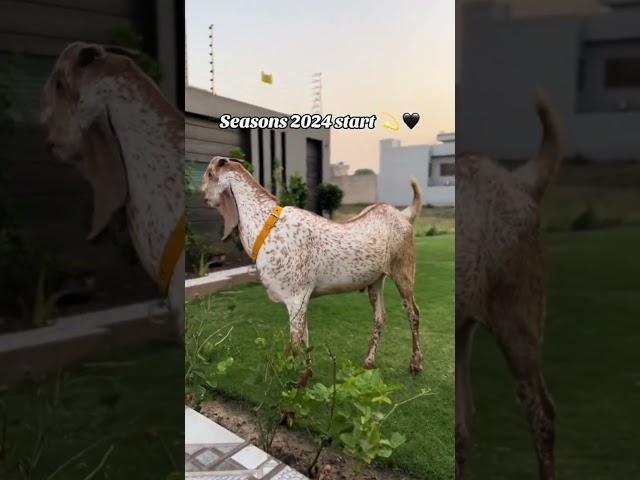 Bakra Eid 2024 in pak #funny #makeup #syedian #comedysong #explore #unfrezzmyaccount #syedan #funny