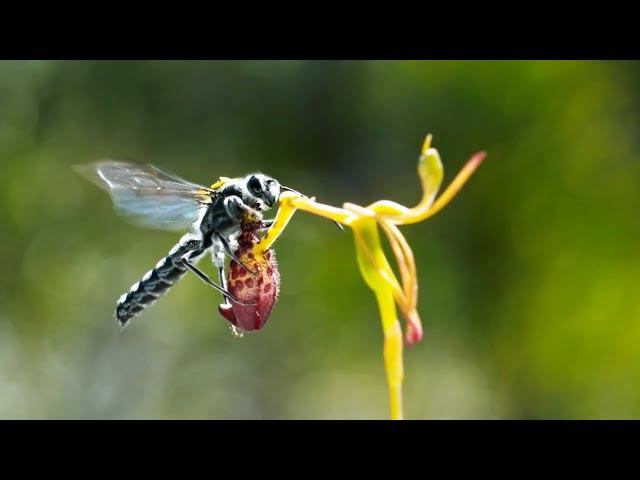 Sneaky Orchid Tricks a Wasp | The Green Planet | BBC Earth