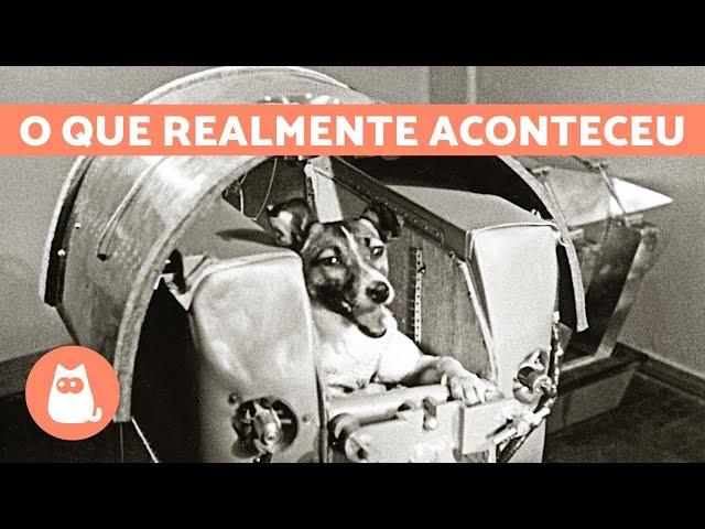 A verdadeira história da CADELA LAIKA, a cachorra astronauta