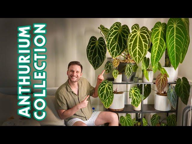 ANTHURIUMS - my full collection & care tips