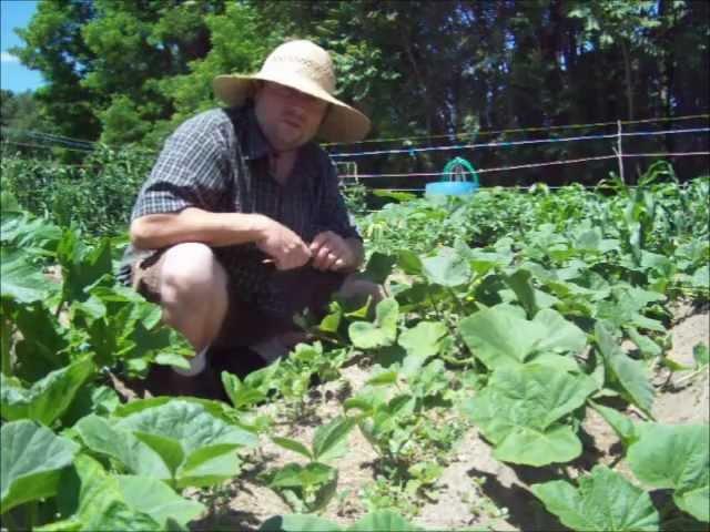 How To Spot Cucumber Beetles And Bacterial Wilt - Garden Pests And Diseases