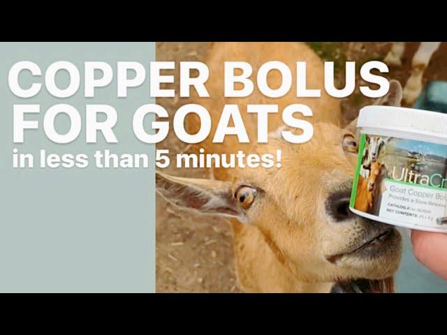 Wrangling Goats | Easiest Way To Give Copper Bolus #nigeriandwarfgoats #babygoats #goats #goatfarm