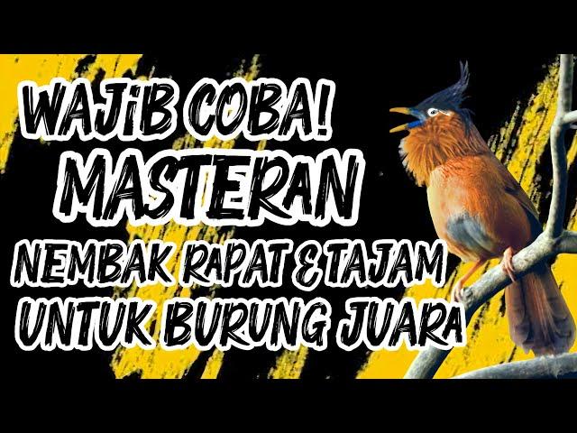  MASTERAN NEMBAK RAPAT & TAJAM – SPEED GILA! BURUNG AUTO FIGHTER! #masteranburung #masterangacor