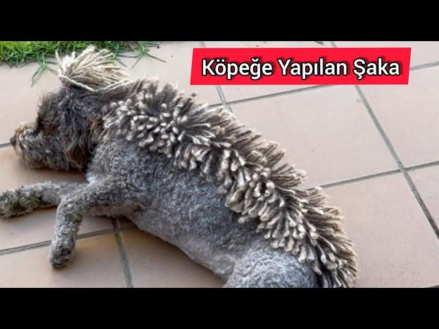 Köpeğe Yapılan Komik Şaka izle