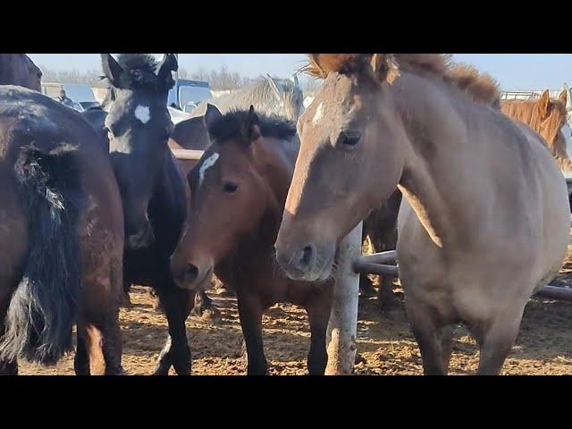 09.03.2025Тараз Жамбыл Ас-ер мал базары Жылқылар бағасы.Horse market Kazakhstan. Скотный рынок 